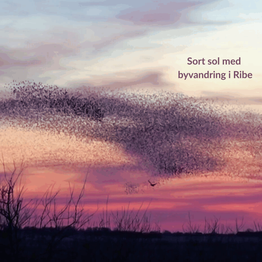Sort Sol og byvandring i Ribe den 27.-28. september 2025