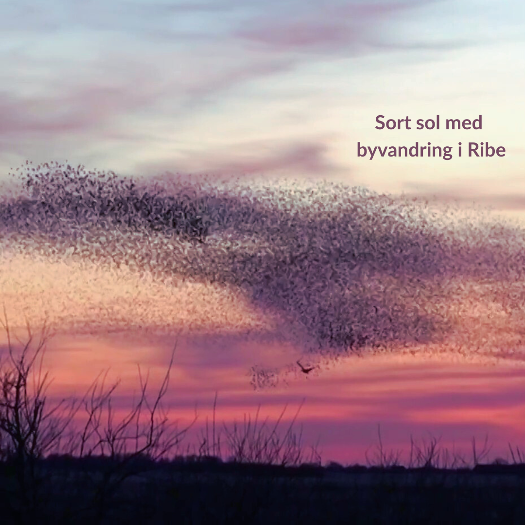 Sort Sol og byvandring i Ribe den 27.-28. september 2025